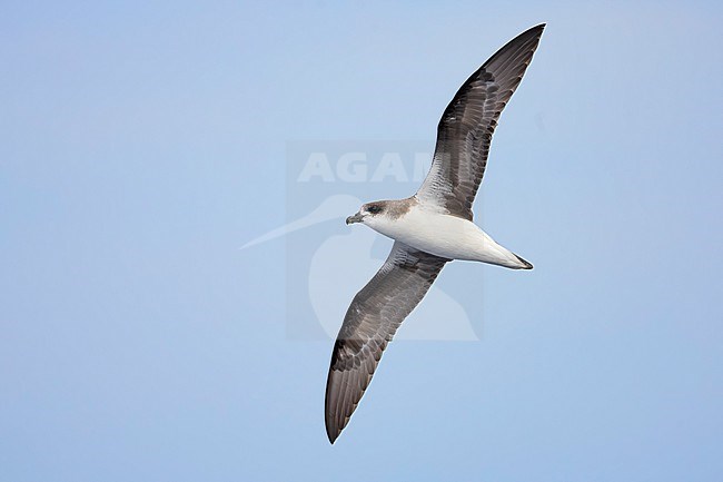 Desertas Petrel, Pterodroma feae deserta, in flight over the atlantic ocean off Madeira, Portugal. stock-image by Agami/Daniele Occhiato,