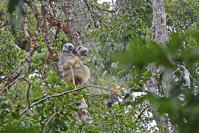 Diademed sifaka (Propithecus diadema), also known as Diademed Simpona, perched in canopy of rain forest in Madagascar. Young riding back of female. stock-image by Agami/Pete Morris,