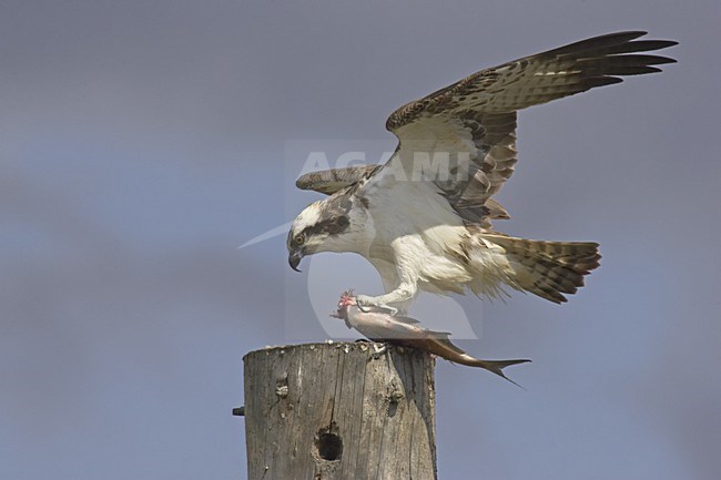 Osprey perched on a pole with a fish; Visarend zittend op een paal met een vis stock-image by Agami/Jari Peltomäki,