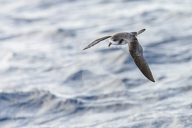 Bermuda Petrel, Pterodroma cahow, off the coast near the colony on Nonsuch island, Bermuda. Bird in flight. stock-image by Agami/Marc Guyt,