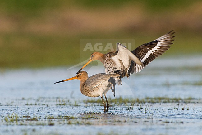 Grutto, Black-tailed Godwit, Limosa limosa stock-image by Agami/Hans Germeraad,