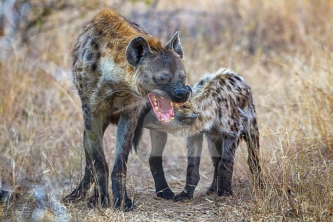 Spotted Hyena, mother & cub in Kruger NP, South Africa stock-image by Agami/Vincent Legrand,