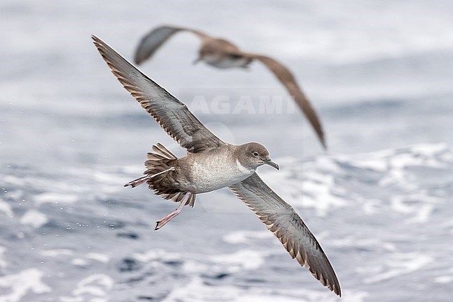Balearic Shearwater (Puffinus mauretanicus) in flight, showing an unusual white patch on the neck in the mediterranean waters off Tarragona, Catalonia, Spain. stock-image by Agami/Rafael Armada,