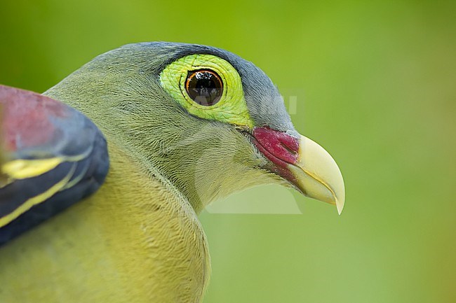 Thick-billed Green-Pigeon (Treron curvirostra) Perched on a branch in Borneo stock-image by Agami/Dubi Shapiro,