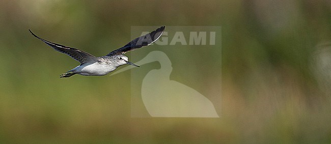 Common Greenshank (Tringa nebularia) in flight. stock-image by Agami/Han Bouwmeester,