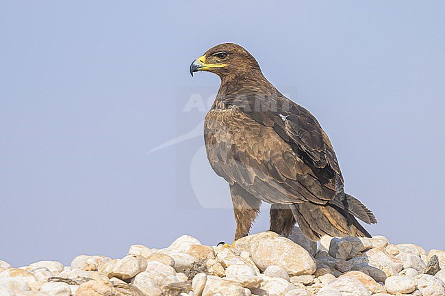 Steppe eagle, Aquila nipalensis, perched, with the desert as background. stock-image by Agami/Sylvain Reyt,