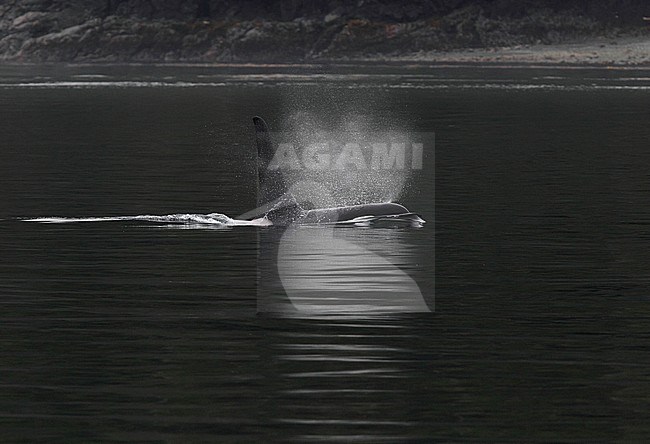 Male Killer Whale (Orcinus orca) swimming of the coast of Canada. stock-image by Agami/Hugh Harrop,