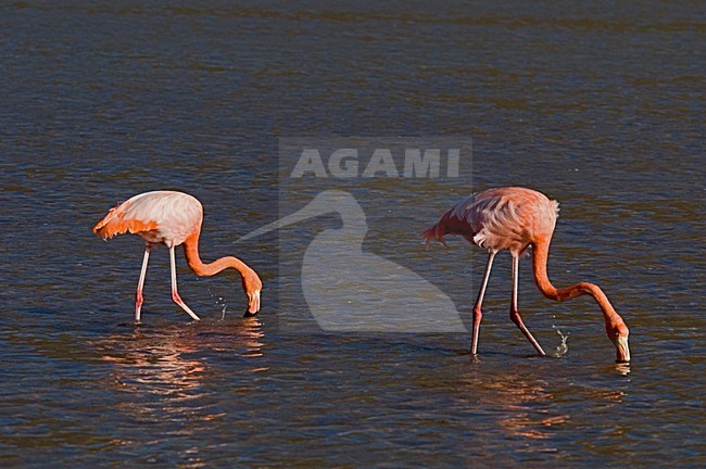 American Flamingo feeding; Rode Flamingo fouragerend stock-image by Agami/Roy de Haas,