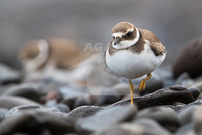 Common Ringed Plover (Charadrius hiaticula) adult winter perched stock-image by Agami/Daniele Occhiato,