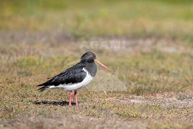 South Island Pied Oystercatcher (Haematopus finschi) at Glentanner Park, South Island, New Zealand. stock-image by Agami/Marc Guyt,