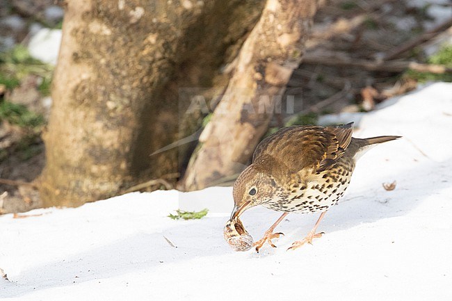Song Thrush (Turdus philomelos) feeding on snails on open patches in the snow during a cold period in winter in the Netherlands. stock-image by Agami/Arnold Meijer,