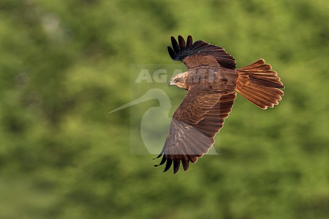 Onvolwassen Bruine Kiekendief in de vlucht; Immature Marsh Harrier in flight stock-image by Agami/Daniele Occhiato,