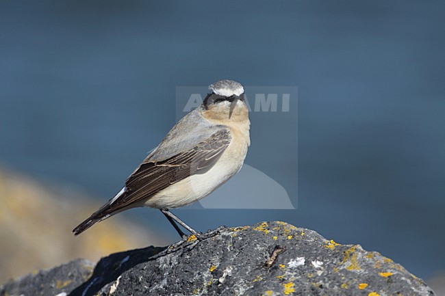 Tapuit; Northern Wheatear stock-image by Agami/Karel Mauer,