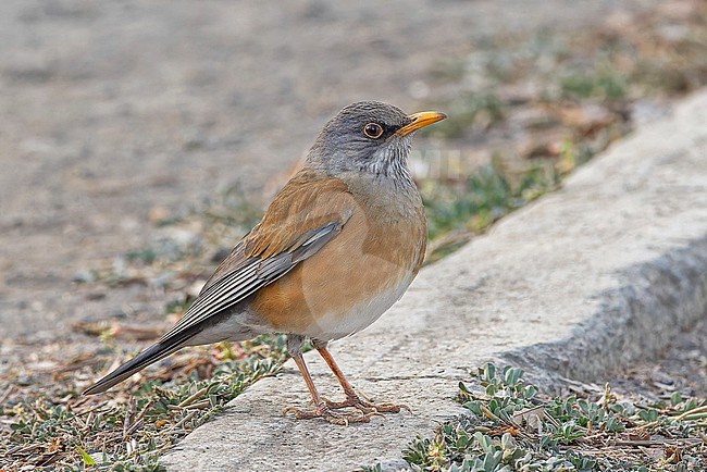 Rufous-backed Robin, Turdus rufopalliatus, in Mexico. Standing on the ground. stock-image by Agami/Pete Morris,