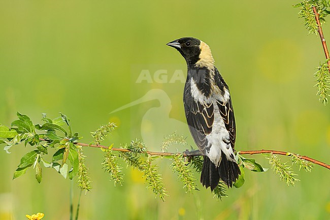 Adult male breeding Bobolink, Dolichonyx oryzivorus
St. Louis Co., MN stock-image by Agami/Brian E Small,