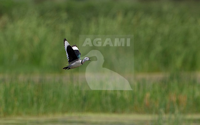 Cotton Pygmy Goose (Nettapus coromandelianus) taking off from lake at Muang Boran Fish Ponds, Bangkok, Thailand stock-image by Agami/Helge Sorensen,