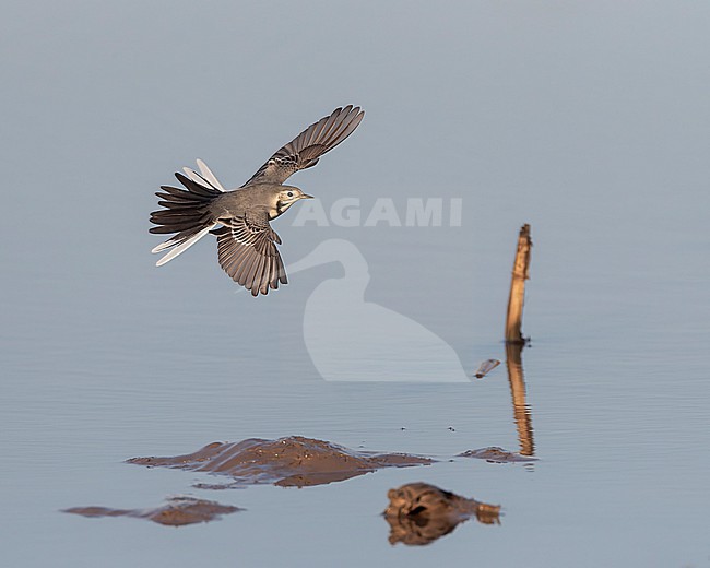 White Wagtail (Motacilla alba alba) during autumn migration in Lake Durankulak along the Black sea coast in northern Bulgaria. Flying low over a lake. stock-image by Agami/Marc Guyt,