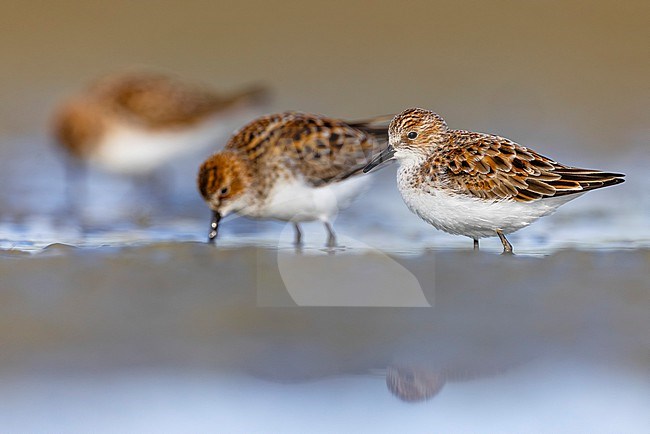 Migrant Little Stint (Calidris minuta) in Italy. stock-image by Agami/Daniele Occhiato,
