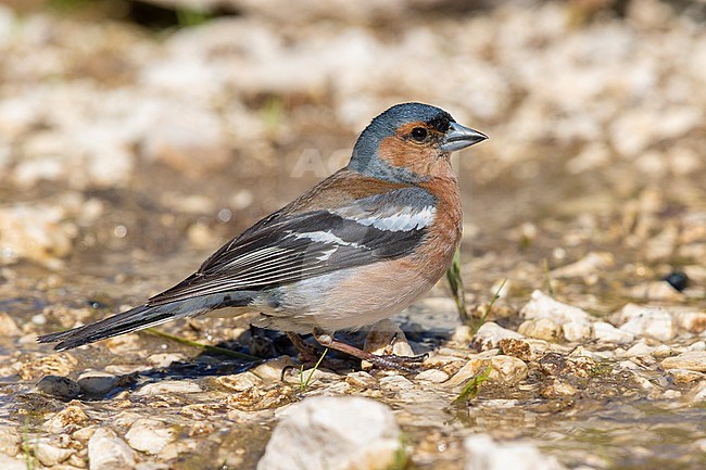 Common Chaffinch (Fringilla coelebs), side view of an adult male standing on the ground, Abruzzo, Italy stock-image by Agami/Saverio Gatto,