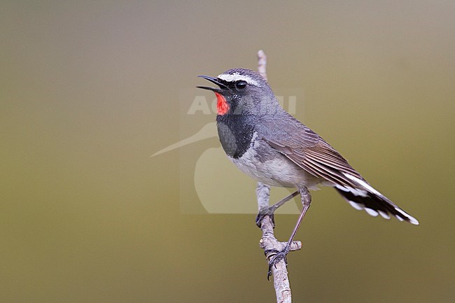 White-tailed Rubythroat - Bergrubinkehlchen - Calliope pectoralis ssp. ballioni, Kazakhstan, adult male stock-image by Agami/Ralph Martin,