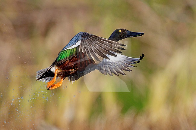 Northern Shoveler (Spatula clypeata, side view of an adult male in flight, Campania, Italy stock-image by Agami/Saverio Gatto,