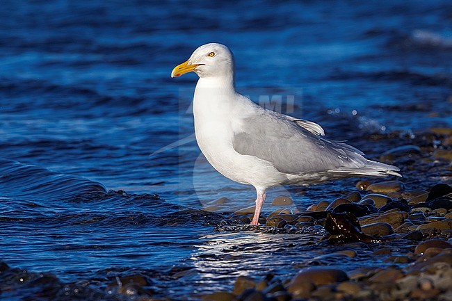 Glaucous Gull sitting on a beach in Longyearbyen, Svalbard. June 2010. stock-image by Agami/Vincent Legrand,