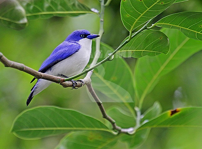 Blauwe Vanga Comoro), Blue Vanga, Cyanolanius madagascarinus ssp Comoro stock-image by Agami/Pete Morris,