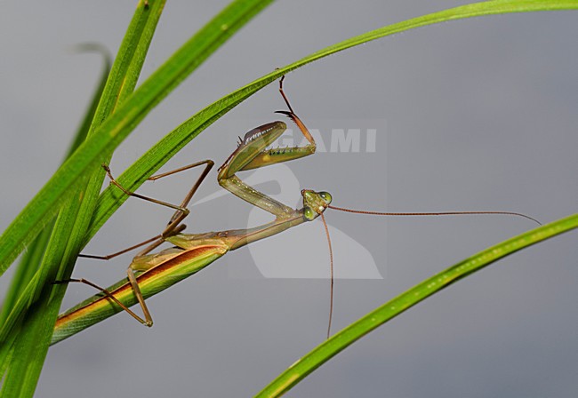 Bidsprinkhaan hangend in groene stengel, Praying Mantis hanging in green stalk stock-image by Agami/Rob de Jong,