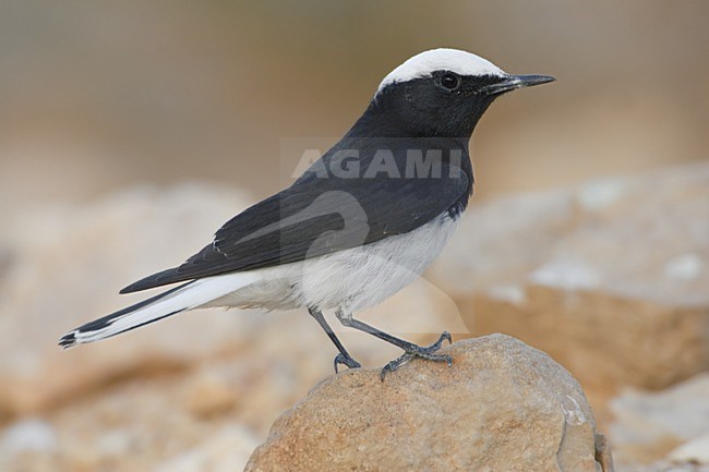 Hooded Wheatear adult ; Monnikstapuit volwassen stock-image by Agami/Daniele Occhiato,