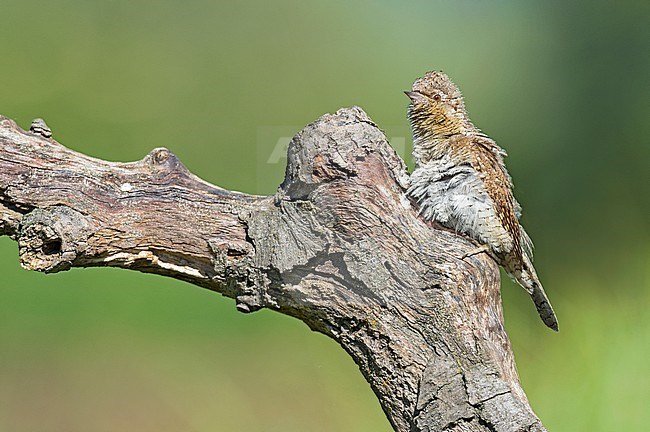 Zonnende Draaihals; Sunbading Eurasian Wryneck (Jynx torquilla) stock-image by Agami/Alain Ghignone,
