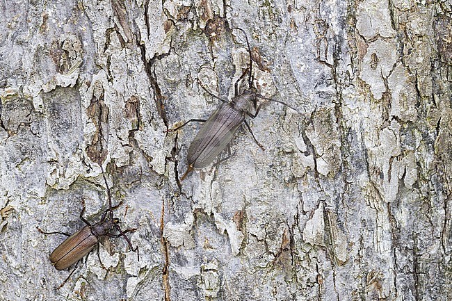 Megopis scabricornis - Körnerbock, Germany, imago, male and female stock-image by Agami/Ralph Martin,
