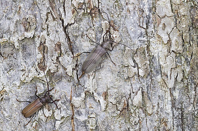 Megopis scabricornis - Körnerbock, Germany, imago, male and female stock-image by Agami/Ralph Martin,