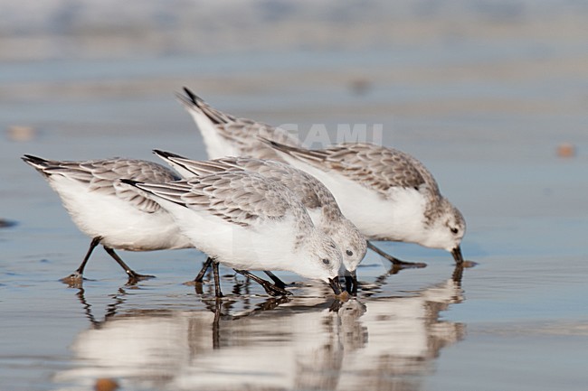 Foeragerende Drieteenstrandlopers in eerste winterkleed; Foraging Sanderlings in first winter plumage stock-image by Agami/Arnold Meijer,