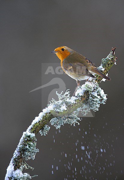 Adult European Robin (Erithacus rubecula) standing alert on a snow-covered branch. stock-image by Agami/Danny Green,