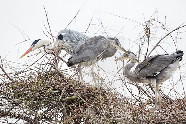 Grey Heron (Ardea cinerea) on nest in tree with young stock-image by Agami/Ralph Martin,