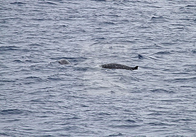 Beaked Whale spec stock-image by Agami/Pete Morris,