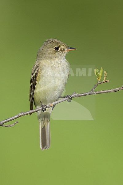 Adult
St. Louis Co., MN
June 2020 stock-image by Agami/Brian E Small,