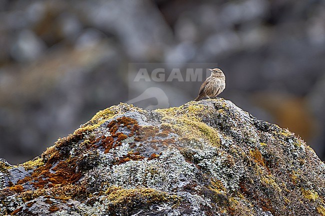 Scribble-tailed Canastero (Asthenes maculicauda) on a rock, Andes of Bolivia stock-image by Agami/Tomas Grim,