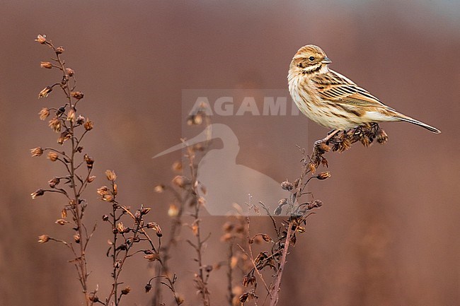 Wintering Common reed bunting (Emberiza schoeniclus) in Italy. stock-image by Agami/Daniele Occhiato,