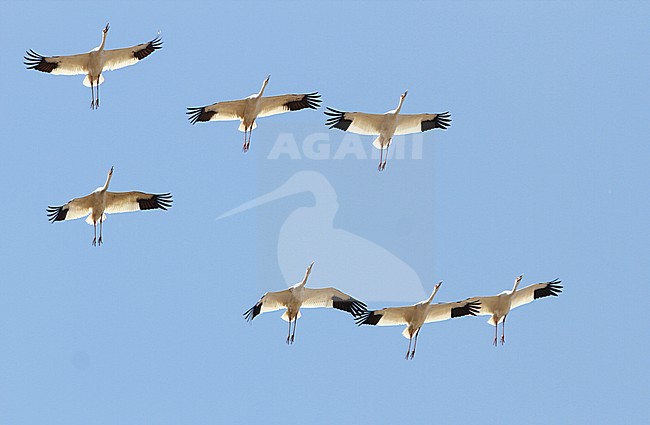 Ernstig bedreigde Siberische Witte Kraanvogels in Chinese overwinteringsgebied; CRITICALLY ENDANGERED Siberian Cranes (Leucogeranus leucogeranus) in Chinese wintering area stock-image by Agami/James Eaton,
