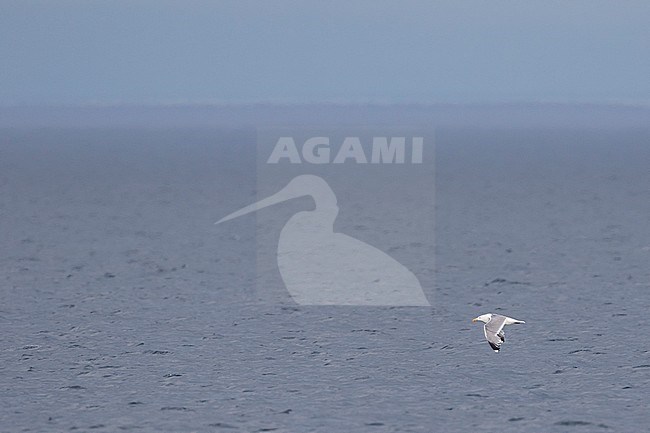 Mongolian Gull, Larus mongolicus, Russia (Baikal), adult in flight. stock-image by Agami/Ralph Martin,