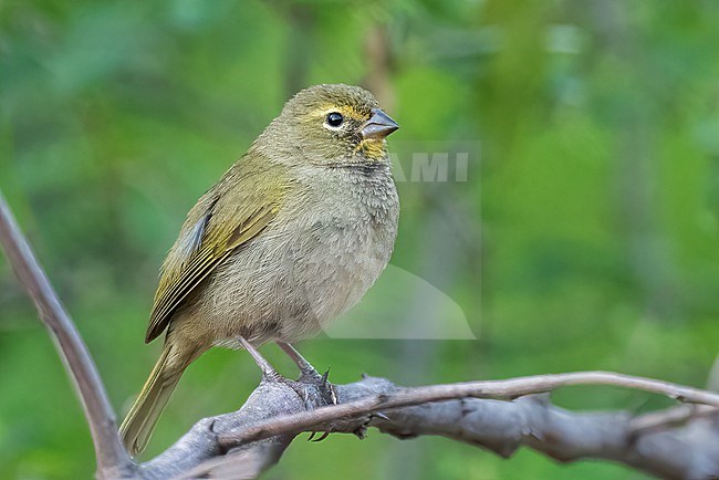 Adult female
Nuevo Leon, Mexico
May 2022 stock-image by Agami/Brian E Small,