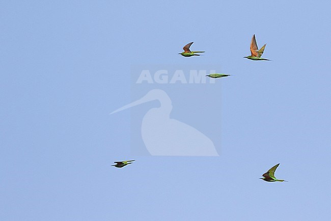 Blue-cheeked Bee-eater (Merops persicus ssp. persicus), Tajikistan, adult in flight stock-image by Agami/Ralph Martin,