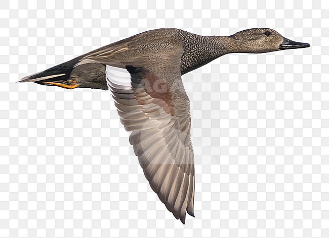 Gadwall - Schnatterente - Anas streperea, Germany, adult male in flight stock-image by Agami/Ralph Martin,