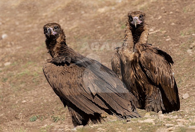 Two young Black Vultures on the lookout stock-image by Agami/Onno Wildschut,