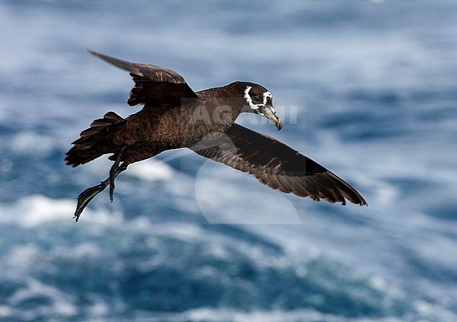 Spectacled Petrel (Procellaria conspicillata) at sea off Tristan da Cunha in the southern Atlantic ocean. Hanging in mid air over the ocean stock-image by Agami/Marc Guyt,