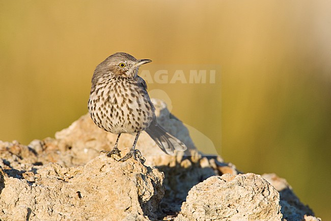 Bergspotlijster; Sage Thrasher stock-image by Agami/Marc Guyt,