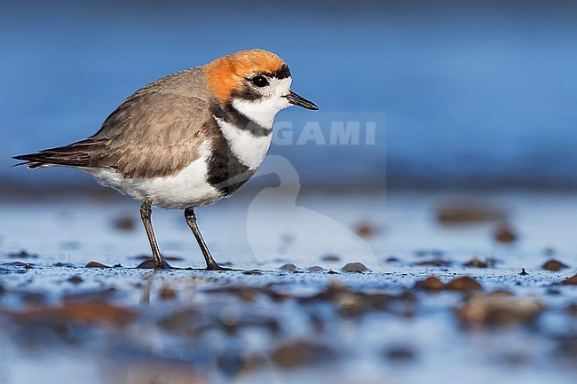 Side views of a Two-banded Plover (Anarhynchus falklandicus) at a lake in Argentina stock-image by Agami/Dubi Shapiro,