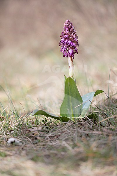 Giant Orchid, Himantoglossum robertianum stock-image by Agami/Wil Leurs,