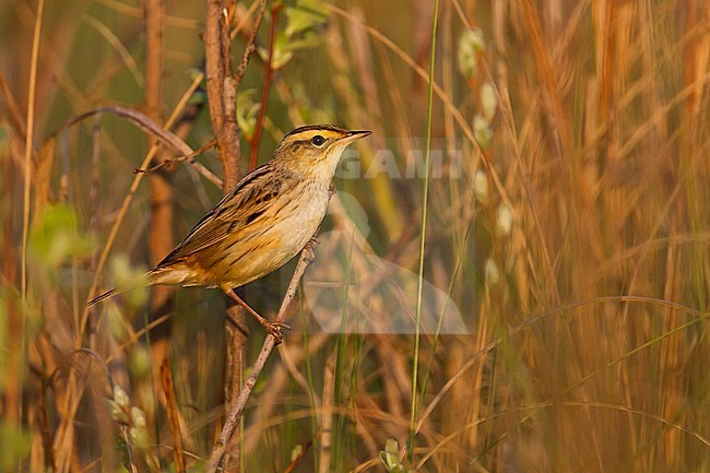 Aquatic Warbler - SeggenrohrsÃ¤nger - Acrocephalus paludicola, Poland stock-image by Agami/Ralph Martin,